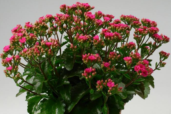 長壽花花莖發黑怎麼辦,可能是得了黑腐病