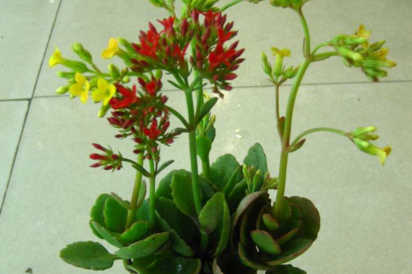 長壽花花莖發黑怎麼辦,可能是得了黑腐病