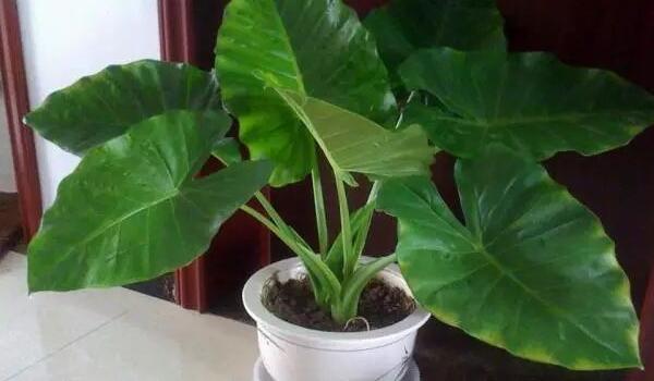 在家養滴水觀音的常見問題,汁液中毒非常危險