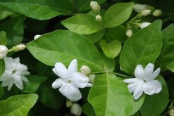 剛栽的茉莉花怎麼養，必須要掌握的4個方法