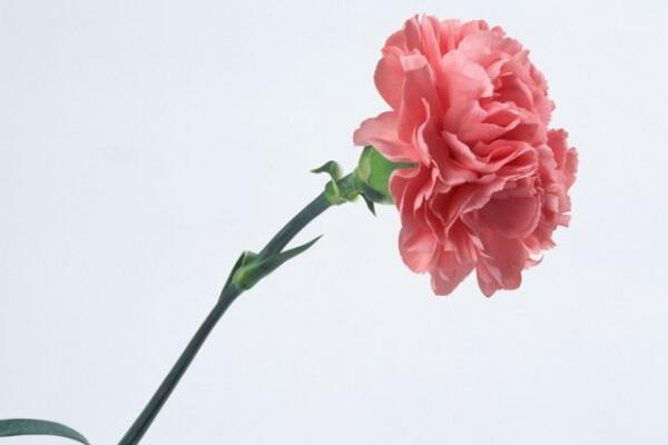 康乃馨花的圖片，不同顏色對應不同花語