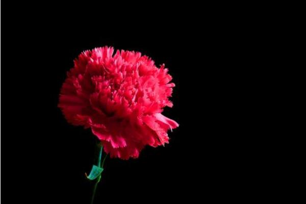 康乃馨花的圖片，不同顏色對應不同花語