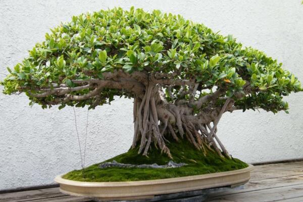 榕樹盆景的澆水技巧,澆水原則以及澆水方法