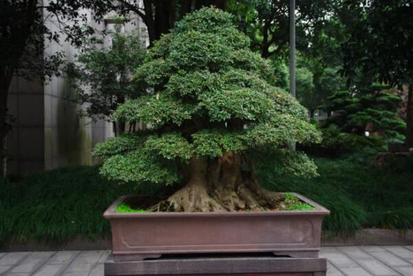 榕樹盆景的澆水技巧,澆水原則以及澆水方法