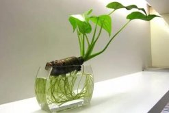 一帆風順可以水養嗎，水培的重點在於氧氣、營
