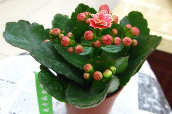 長壽花多久澆一次水,不同季節不同澆法(見幹見濕)