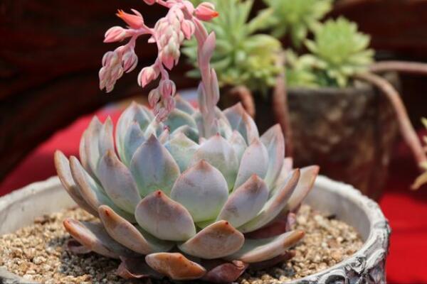 長壽花多久澆一次水,不同季節不同澆法(見幹見濕)