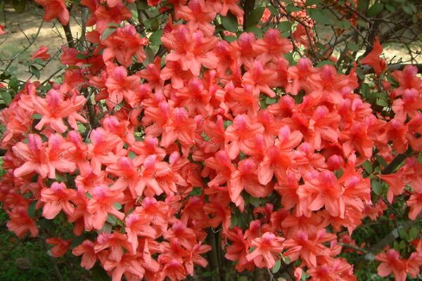 杜鵑花花期養護,需要注意的5個方麵