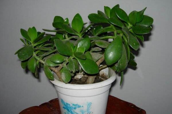 玉樹掉葉子是什麼原因,五種原因以及處理方法