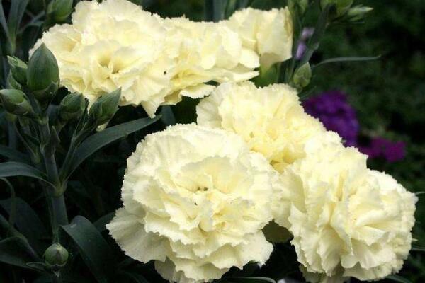紅色康乃馨花語，祝願母親健康長壽