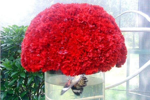 紅色康乃馨花語，祝願母親健康長壽