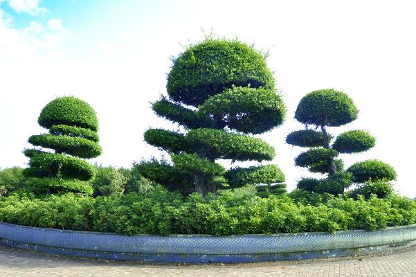 關於榕樹的介紹,基本信息以及主要價值介紹