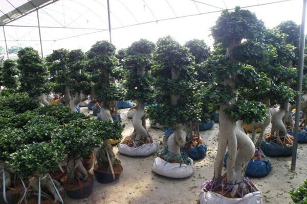 關於榕樹的介紹,基本信息以及主要價值介紹