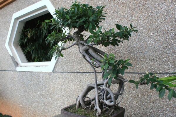 關於榕樹的介紹,基本信息以及主要價值介紹
