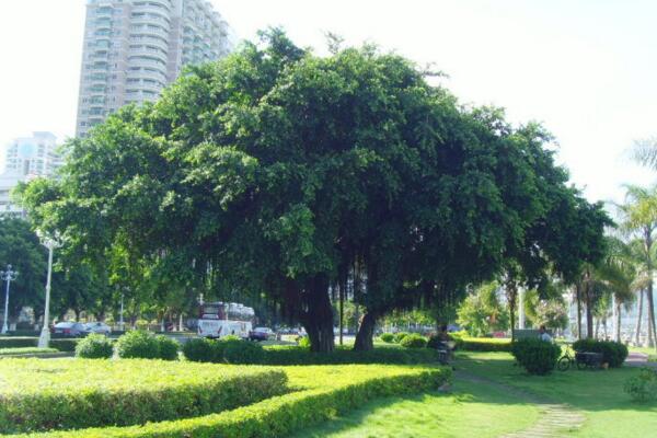 關於榕樹的介紹,基本信息以及主要價值介紹
