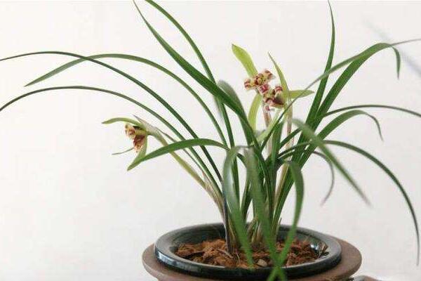 蘭花花苞發黑脫落怎麼辦,多是施肥量大、澆水過多