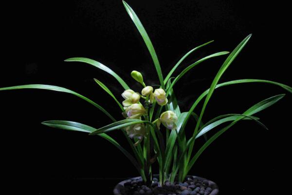 蘭花花苞發黑脫落怎麼辦,多是施肥量大、澆水過多