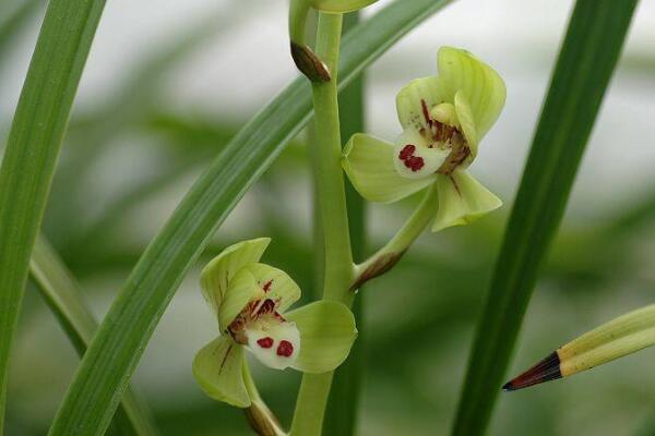 蘭花花苞發黑脫落怎麼辦,多是施肥量大、澆水過多