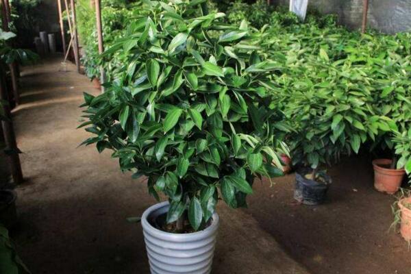 平安樹掉葉子怎麼辦，5種原因以及處理方法