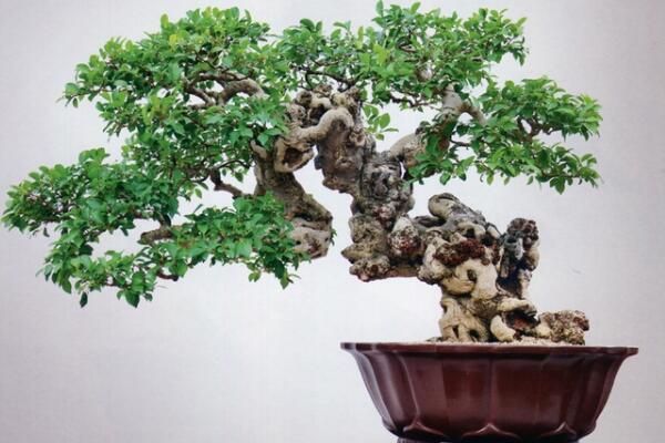 榕樹盆景有什麼作用,觀賞、藥用以及風水三個方麵