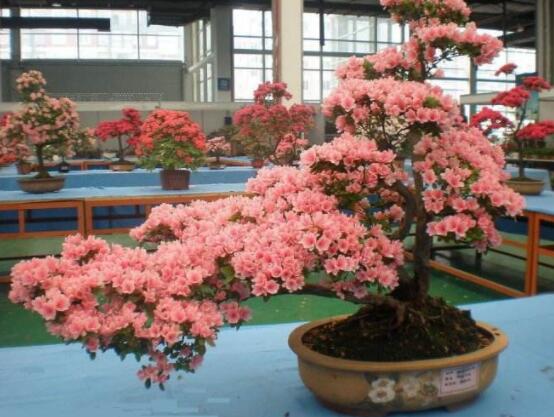好看的杜鵑花盆景圖片欣賞,花色豔麗、幸福安康