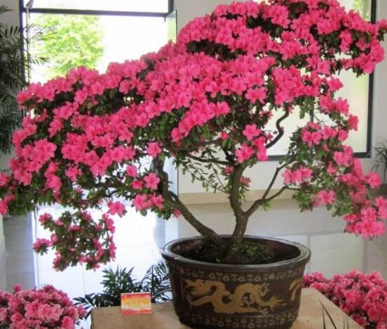好看的杜鵑花盆景圖片欣賞,花色豔麗、幸福安康