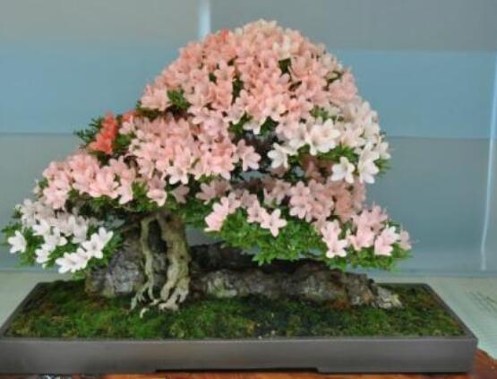 好看的杜鵑花盆景圖片欣賞,花色豔麗、幸福安康