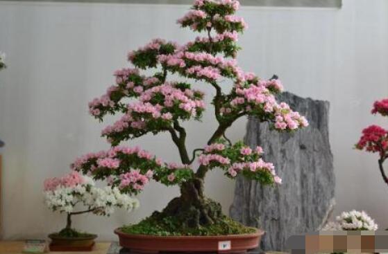 好看的杜鵑花盆景圖片欣賞,花色豔麗、幸福安康