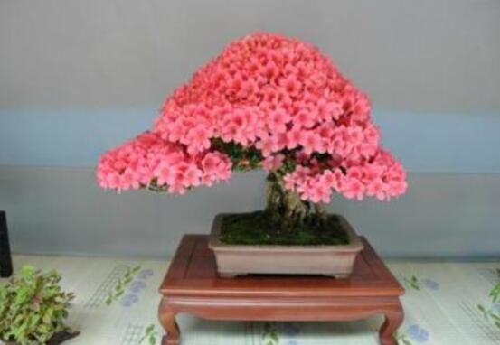 好看的杜鵑花盆景圖片欣賞,花色豔麗、幸福安康
