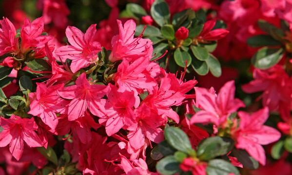 杜鵑花的資料,習性、種類以及花語的介紹