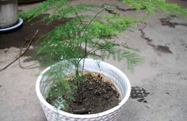文竹怎麼繁殖,播種和分株兩種繁殖方法