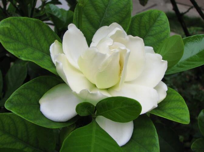 盆栽梔子花花少該怎麼辦，了解以下四點可以讓你的梔子花開爆
