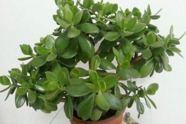 玉樹葉子發黃的處理方法,四種原因以及處理方法