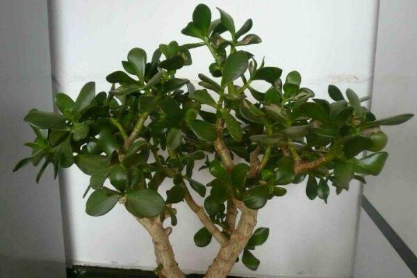 玉樹葉子發黃的處理方法,四種原因以及處理方法