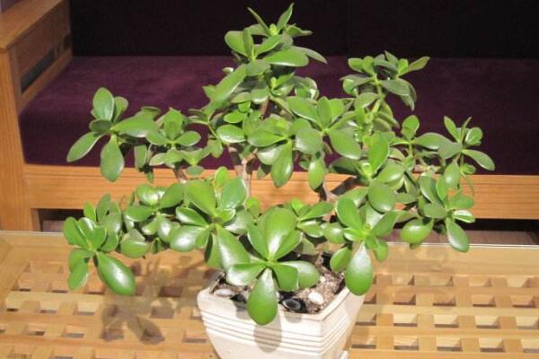 玉樹葉子發黃的處理方法,四種原因以及處理方法