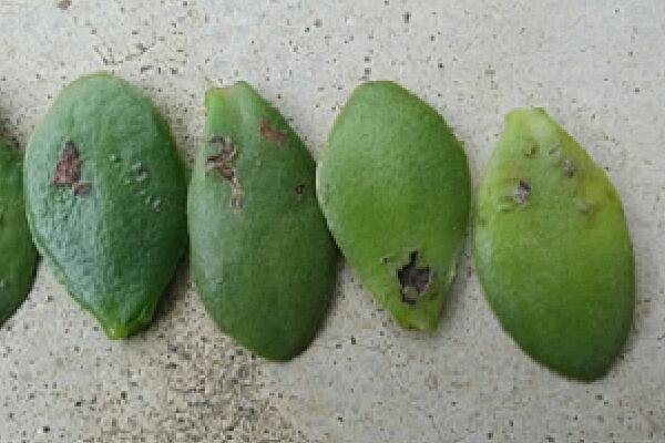 玉樹葉子發黃的處理方法,四種原因以及處理方法