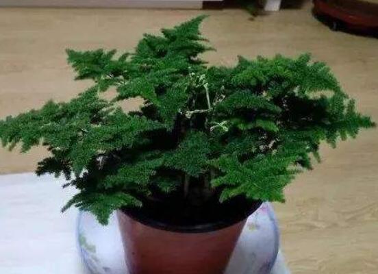家裏養文竹有什麼好處,淨化空氣、陶冶情操、點綴家居