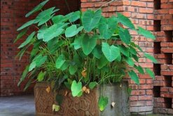 滴水觀音怎麼養長得粗壯，以下幾個方麵需要