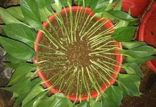 綠蘿怎麼繁殖，介紹扡插和壓條兩種繁殖方法