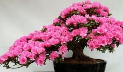 杜鵑花掉葉子怎麼辦，找到原因正確的處理