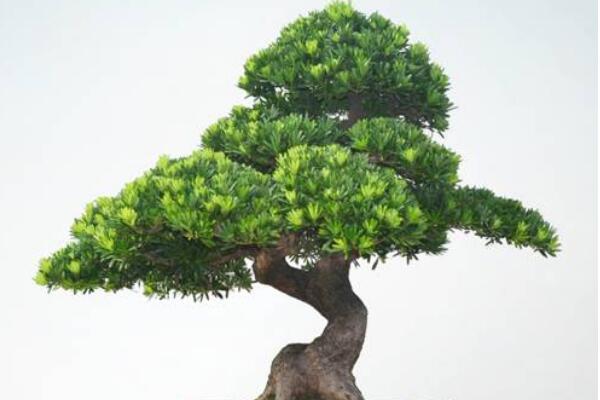 羅漢鬆盆景圖片欣賞,習性、分布以及作用