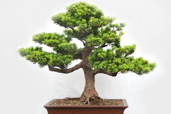 羅漢鬆盆景圖片欣賞,習性、分布以及作用