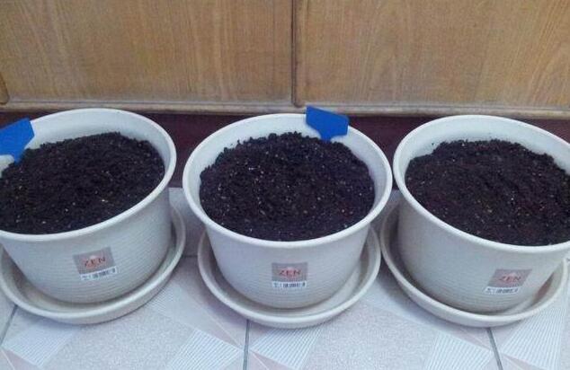 綠蘿什麼時候扡插，春末夏初/秋季是綠蘿扡插最好時機
