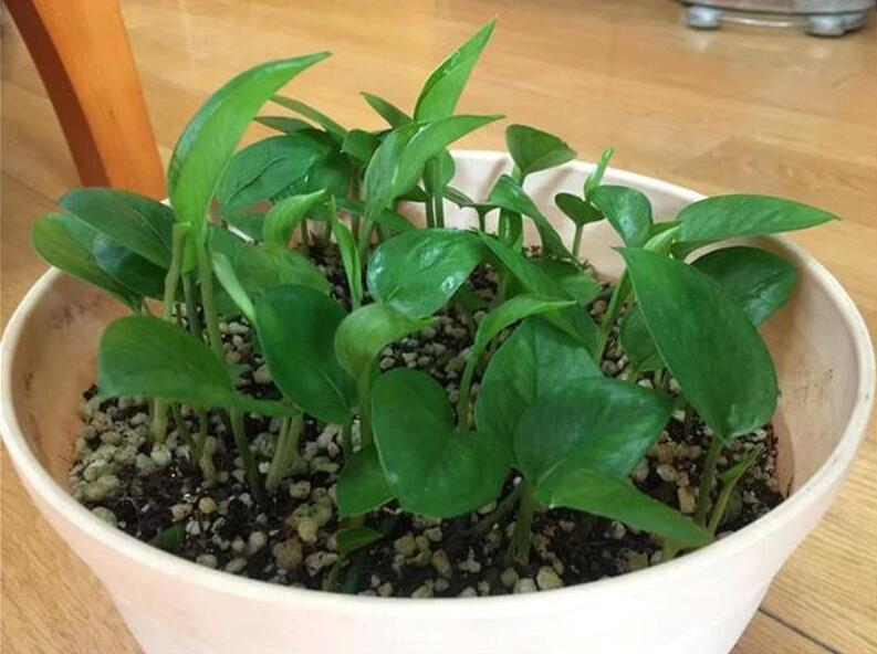 綠蘿什麼時候扡插，春末夏初/秋季是綠蘿扡插最好時機