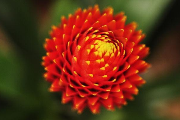 鴻運當頭的花為什麼不紅了，多是養護不佳造成的