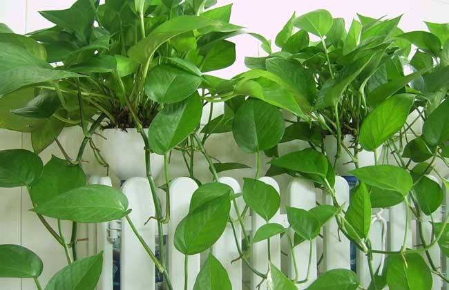 綠蘿壓條繁殖，簡單易操作三步搞定