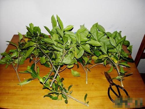梔子花怎麼修剪能促花多,梔子花修剪方法介紹