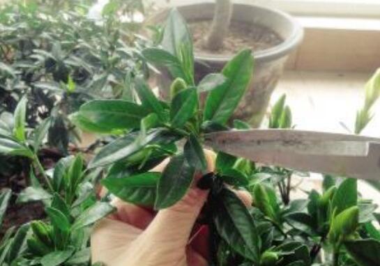 梔子花怎麼修剪能促花多,梔子花修剪方法介紹