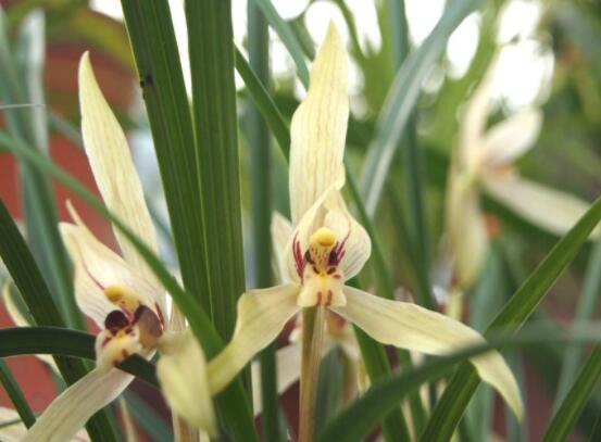 家裏養蘭花有什麼好處,淨化空氣、生津止渴,緩解疲勞