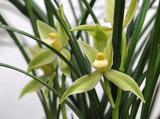 家裏養蘭花有什麼好處,淨化空氣、生津止渴,緩解疲勞